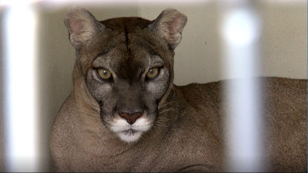 Officials: Florida Panther Struck And Killed By Vehicle | WTVX