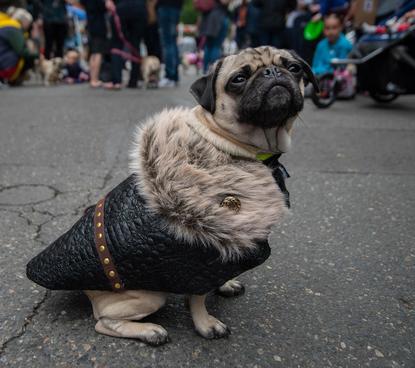 Humane Society Pugs 2025