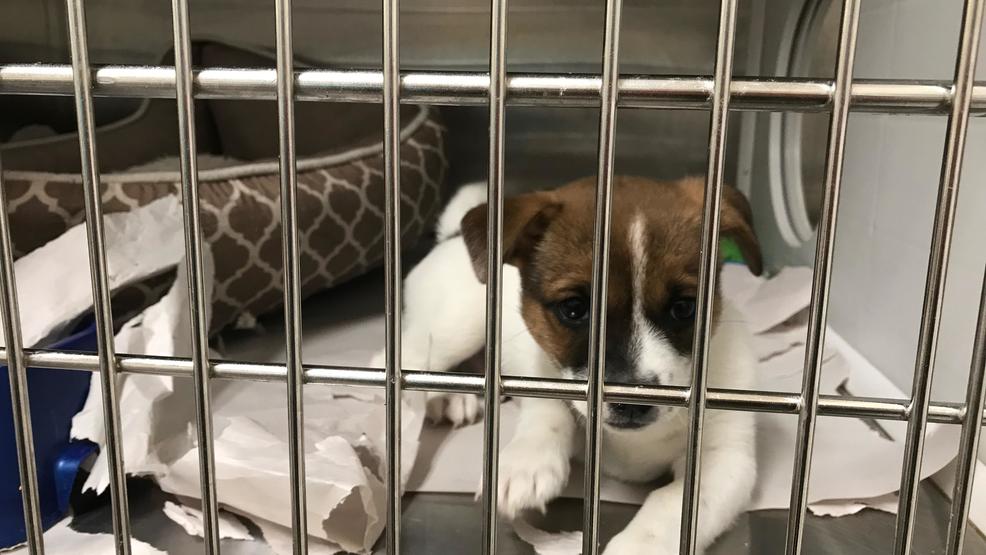 Pittsylvania Pet Center To Operate As Normal Despite Budget Concerns Wset