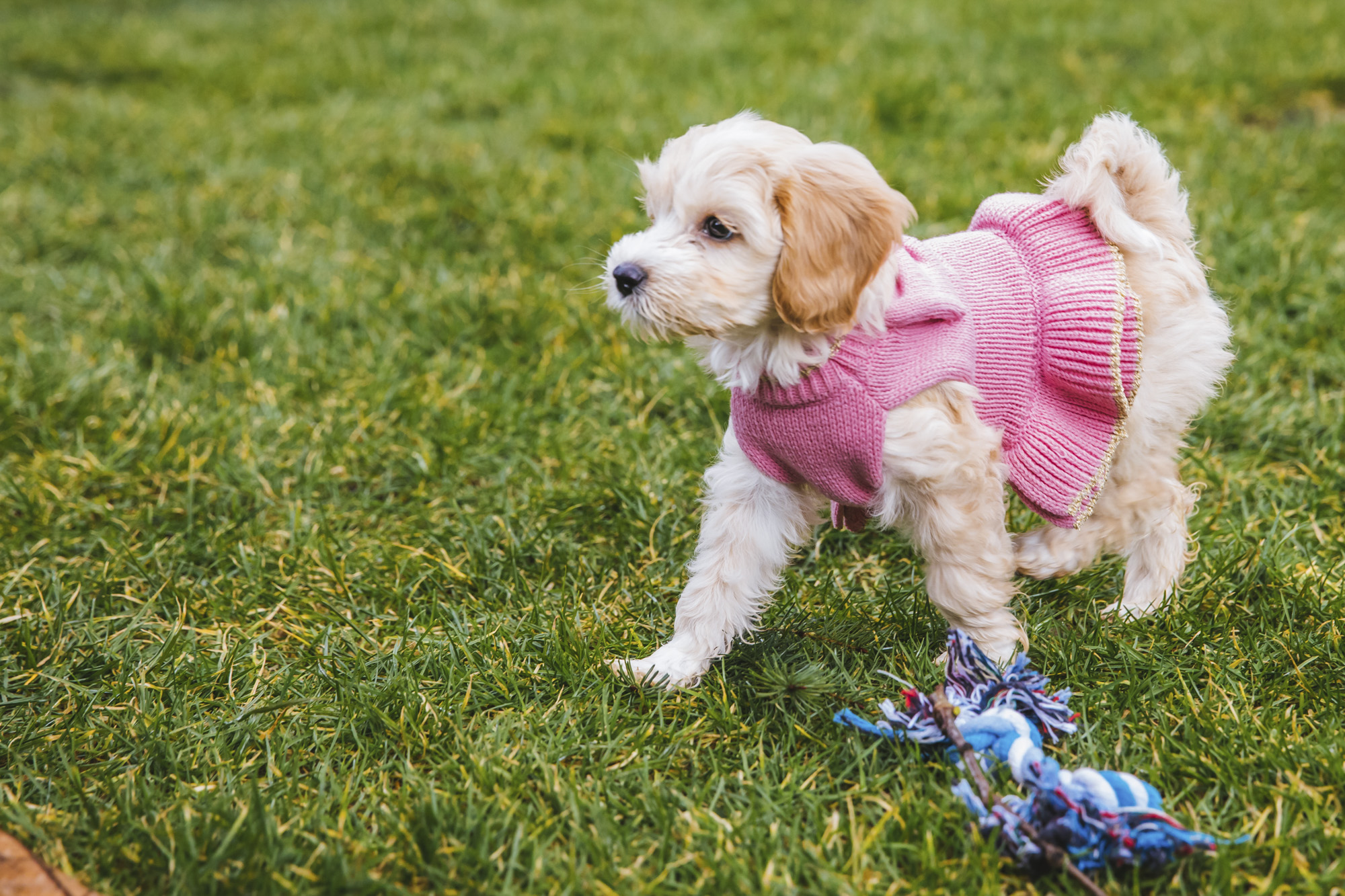 RUFFined Spotlight: Misty Grace the Cockapoo | KOMO RUFFined Spotlight: Misty Grace the Cockapoo | KOMO
