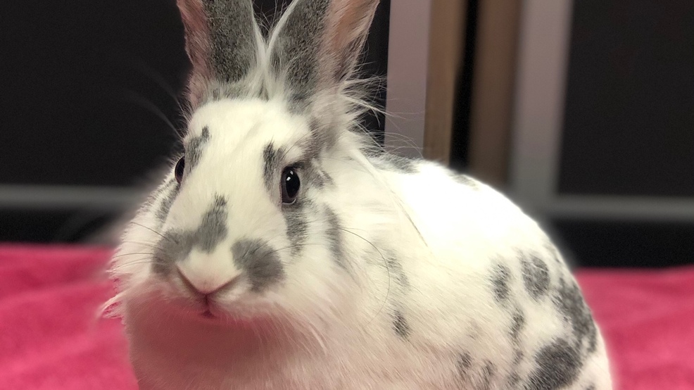 rabbit humane society near me