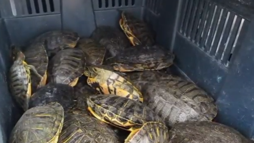 Dozens of turtles rescued from Arkansas sewage plant | KATV
