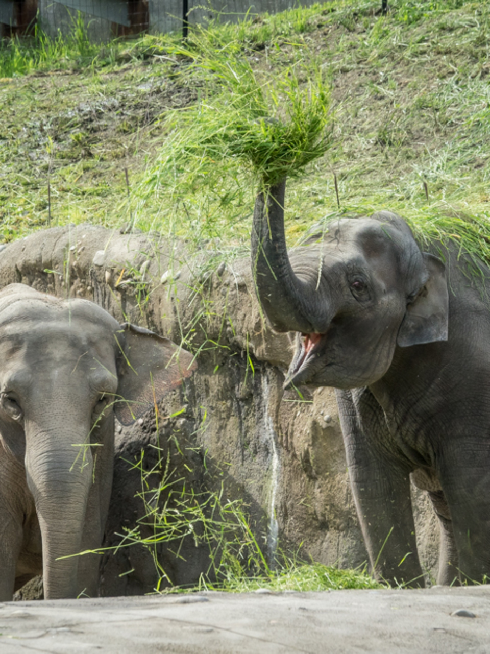 Animal Rights Activists Plan Rally Outside Oregon Zoo Over Lily Oregon Zoo Over Lily